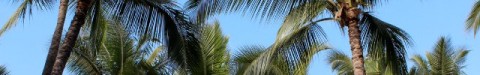 palm trees