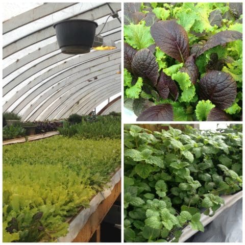Greenhouse-greens-Green-Eggs-and-Ham