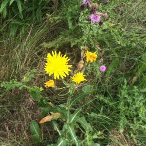 dandelion