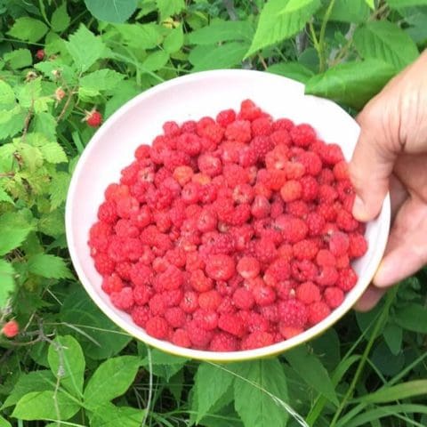 raspberries