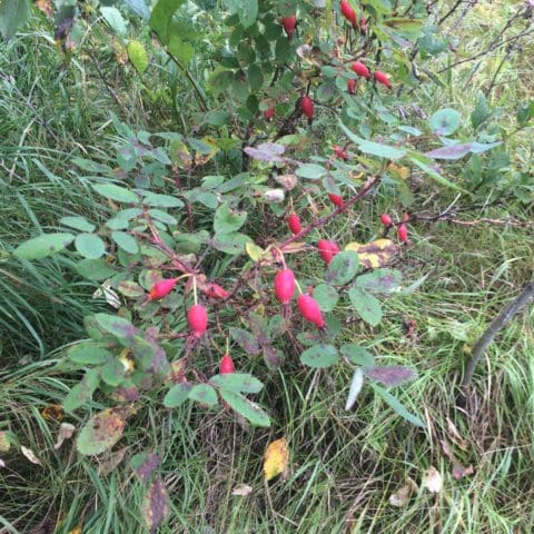 rose-hips