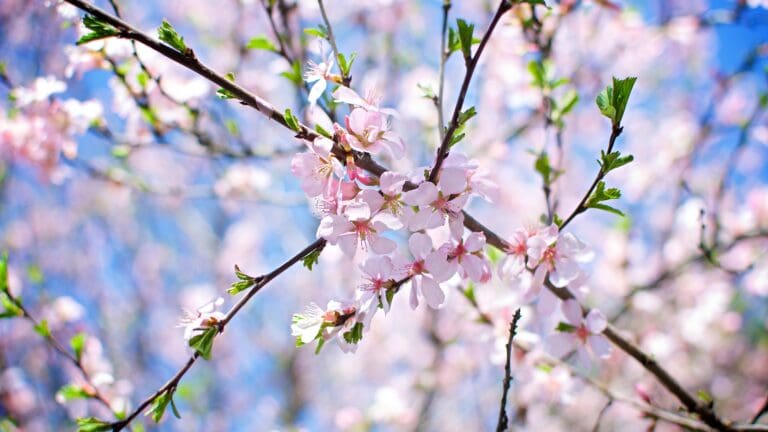 Spring season cherry blossom banner