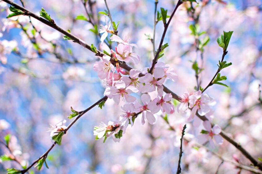Spring season cherry blossom banner